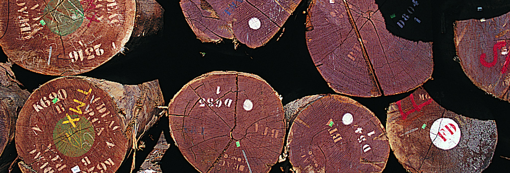 Cēlkoku eksperts no 1996. gada